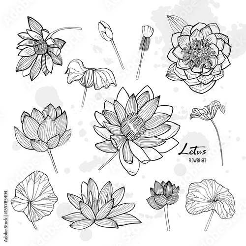 Set of lotus flower in different views. Bloomed, buds and leaves. Hand drawn ...