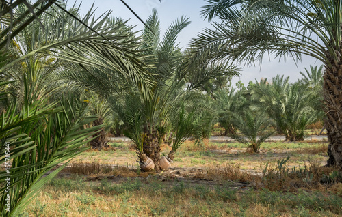 Palm trees grove at northern israel kibbutz