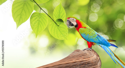 Fényképezés Colorful Macaw bird at tree branch in morning sunlight on nature background