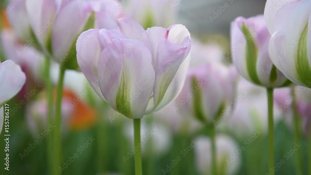 Huge amount of tulips hyacints and narcissuses. Holland. Huge amount of tulips hyacints and narcissuses. Holland.