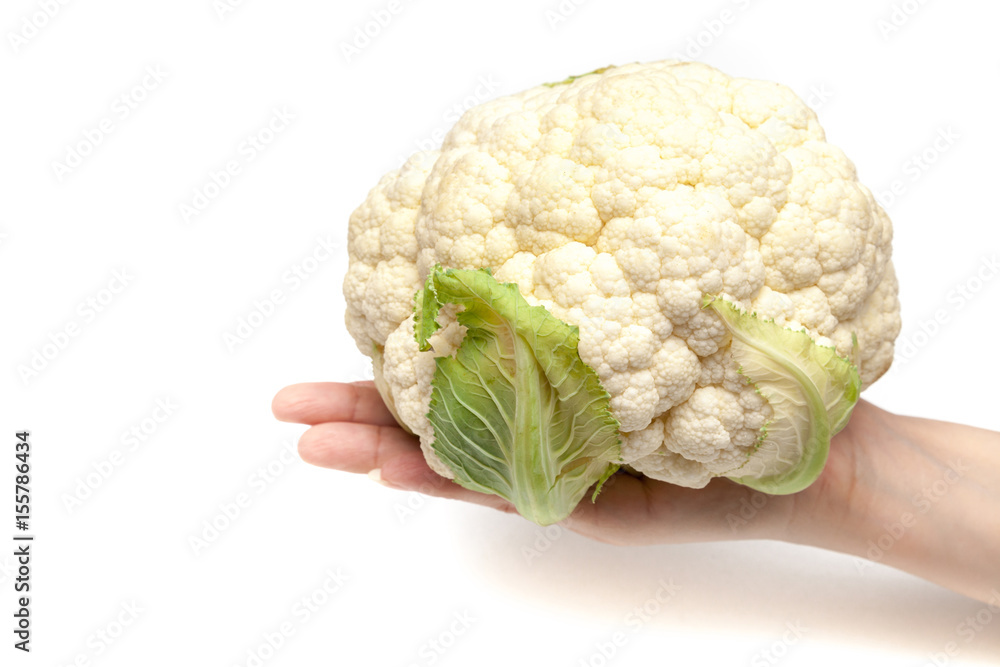 Chef is holding the cauliflower by hand on white background isolated