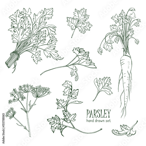 Parsley set. Hand drawn contour collection with greens, bunch, leaf, root, flower. Vector illustration.