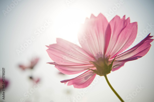 Cosmos flowers Vintage style