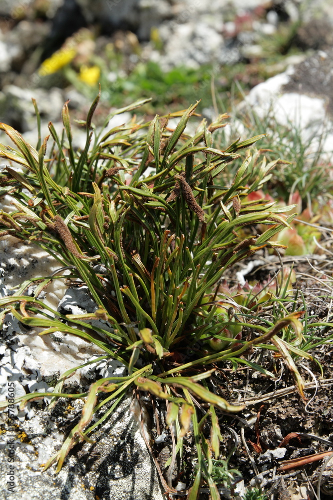 Doradille du nord , Asplenium septentrionale Doradille du nord , Asplenium septentrionale