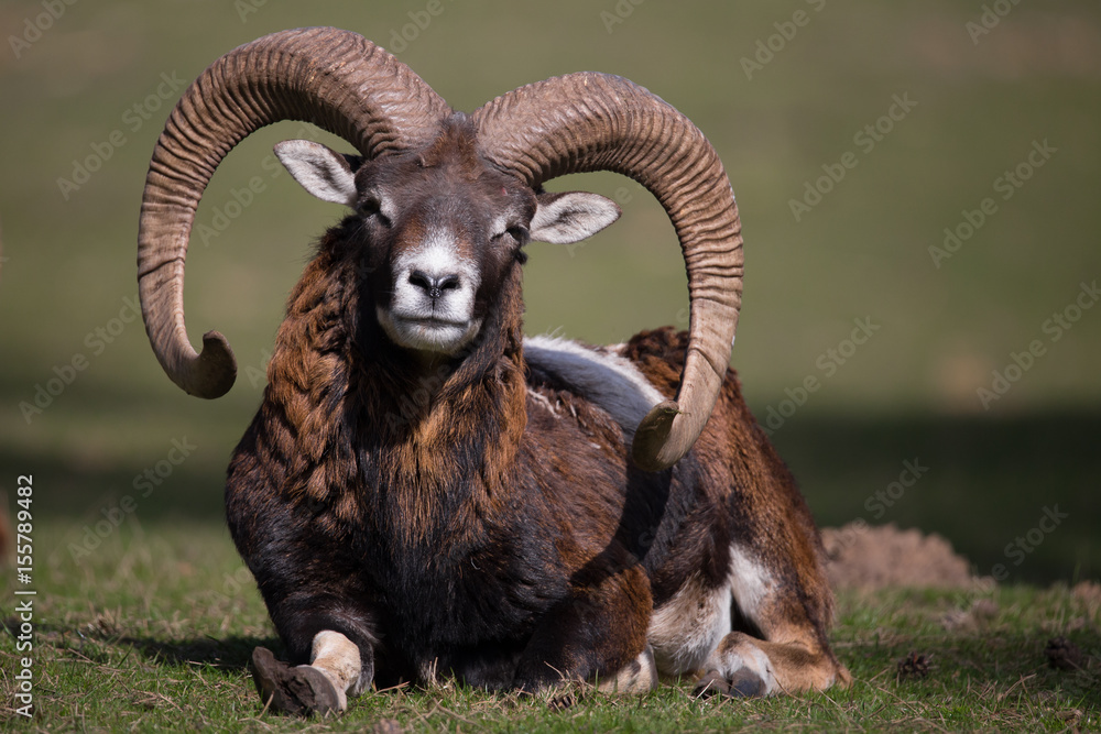 Naklejka premium Europejski muflon