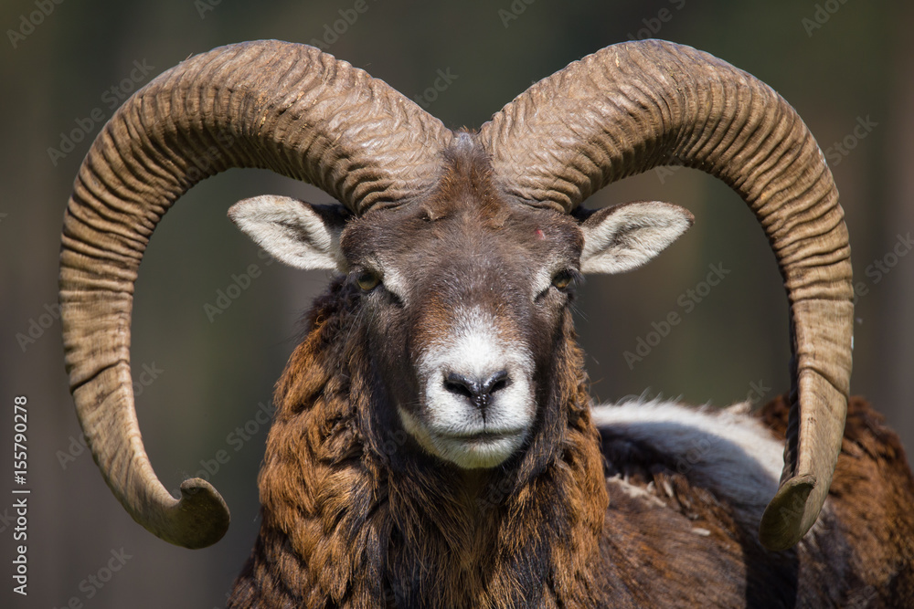 Europäischer Mufflon StockFoto Adobe Stock