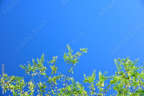 Tamarin leaf with clear sky for nature background