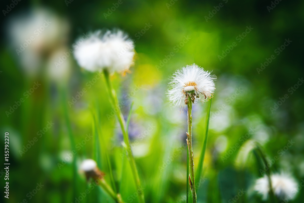 Dandelion in the field, beautiful summer mood Dandelion in the field, beautiful summer mood