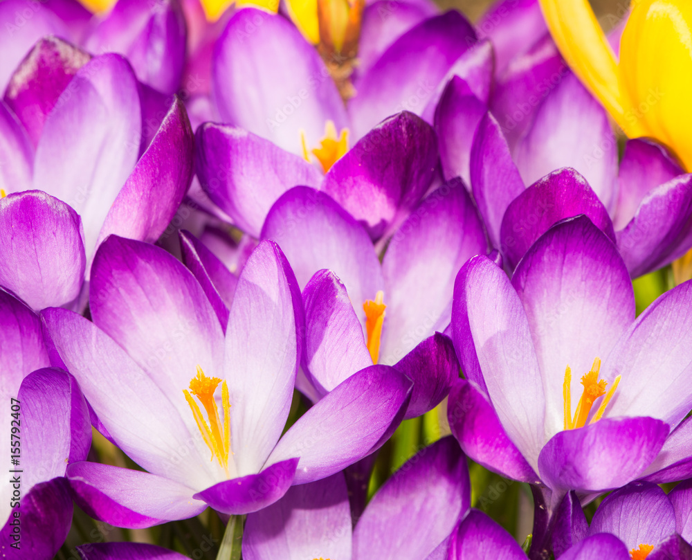 Fototapeta premium Purple crocus flower blossoms background