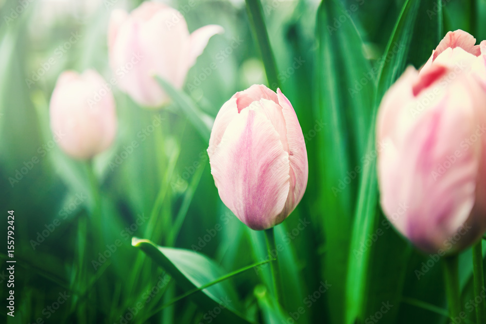 Pink tulip in soft focus, spring, season. Beautiful natural background with tint and bokeh Pink tulip in soft focus, spring, season. Beautiful natural background with tint and bokeh