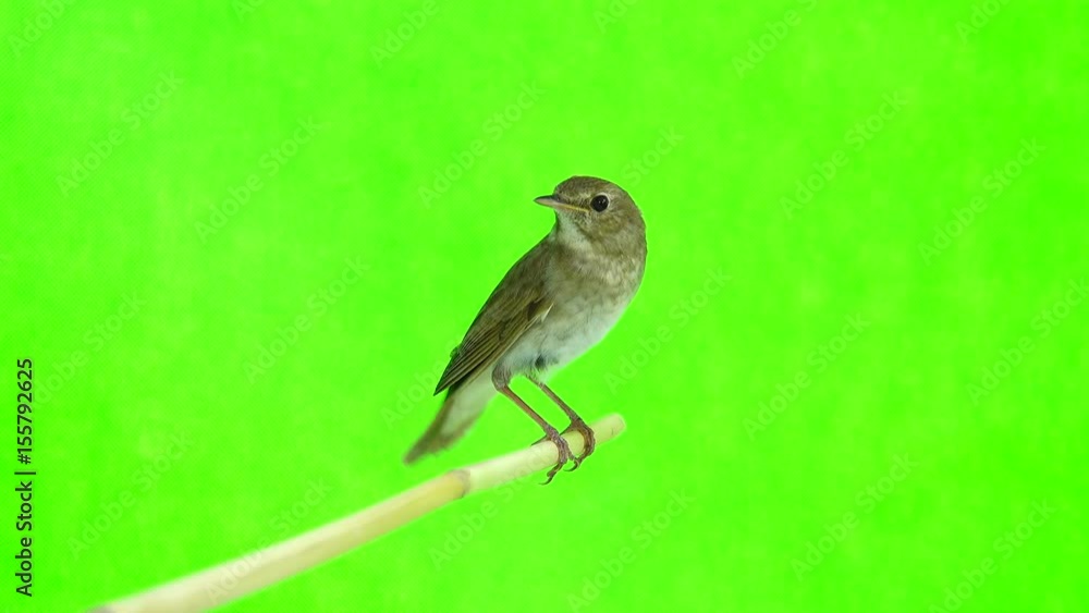 nightingale (Luscinia luscinia) isolated on a green background in studio shot nightingale (Luscinia luscinia) isolated on a green background in studio shot