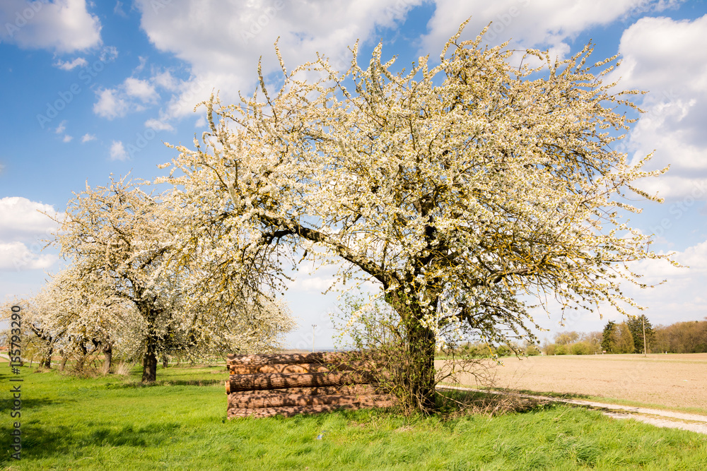 Meadow with flowering fruit trees Meadow with flowering fruit trees