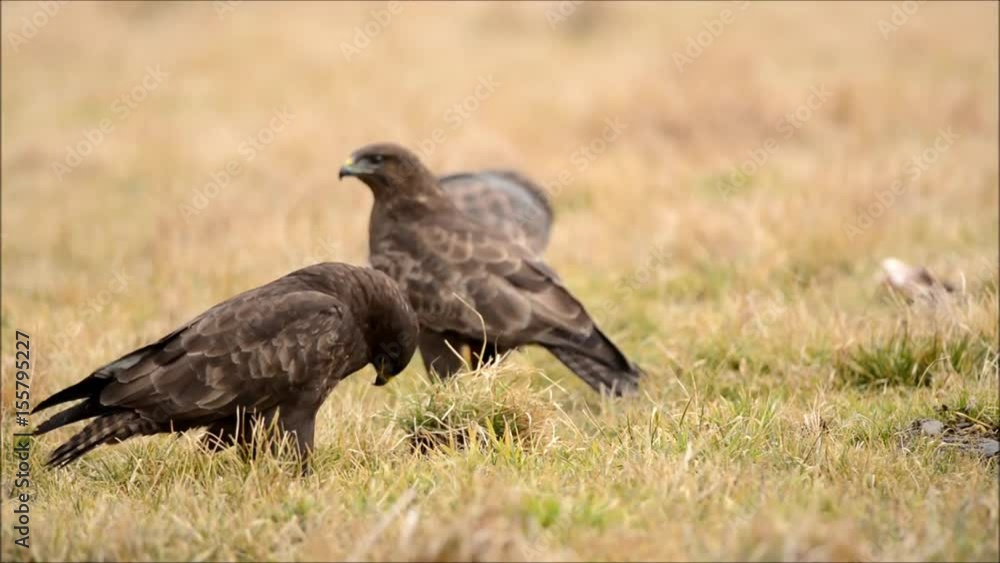 Common buzzard (Buteo buteo) Common buzzard (Buteo buteo)