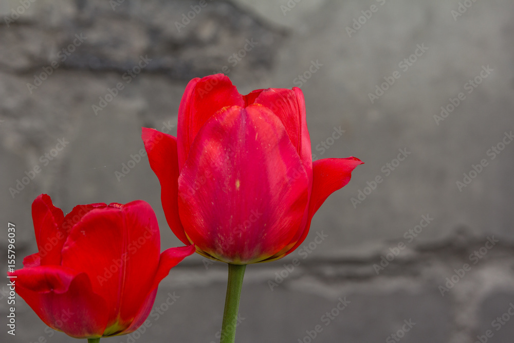 Red tulip with grey wall behind Red tulip with grey wall behind