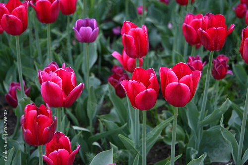 beautiful tulips