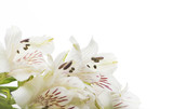 Close-up of a bouquet of lilies on white background. Isolated.