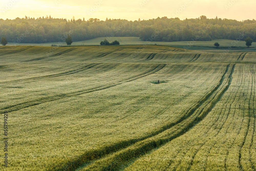 Wheat field with blue clouded sky with tire tracks. Wheat field with blue clouded sky with tire tracks.