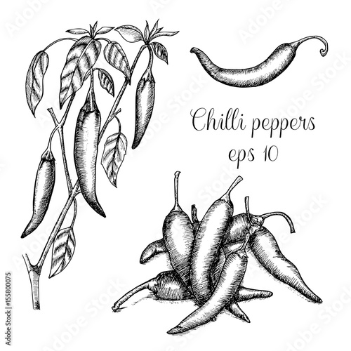Leinwand Poster Hand drawn chilli peppers