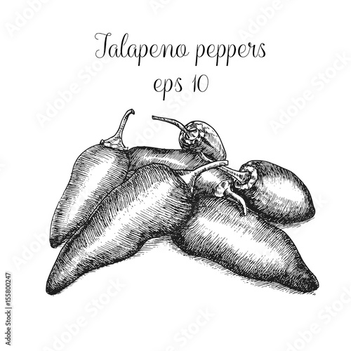 Hand drawn jalapeno peppers
