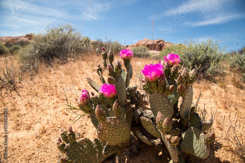 Beavertail Cactus Flower in Bloom - Valley of Fire photo