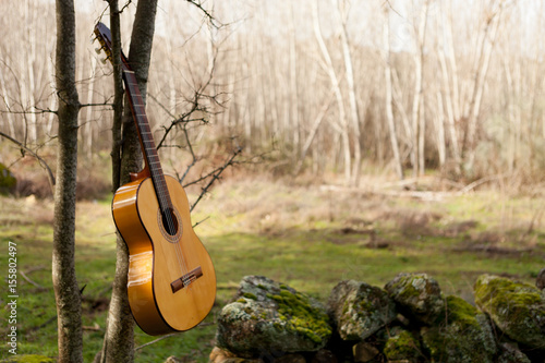 Classical guitar hanging of a tree photo