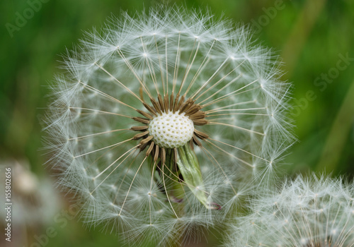 close up dandelion with lots of detail