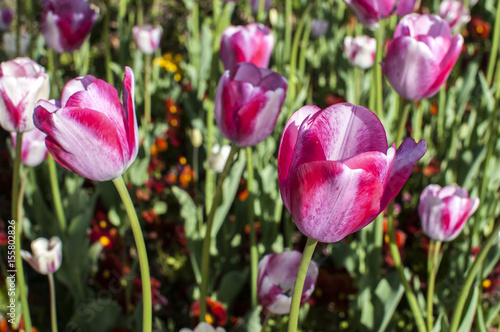 White-pink tulips in a garden park closeup as floral background