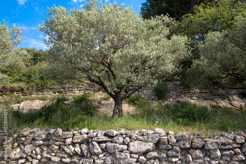 Olivenbaum in der Provence