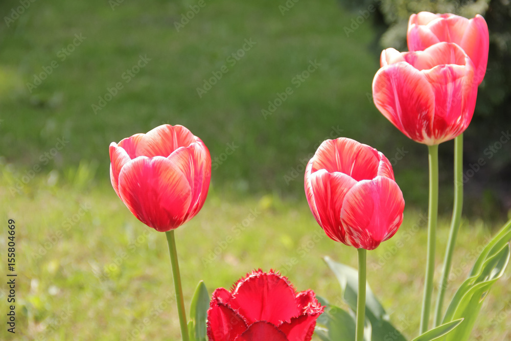 Red tulips Red tulips