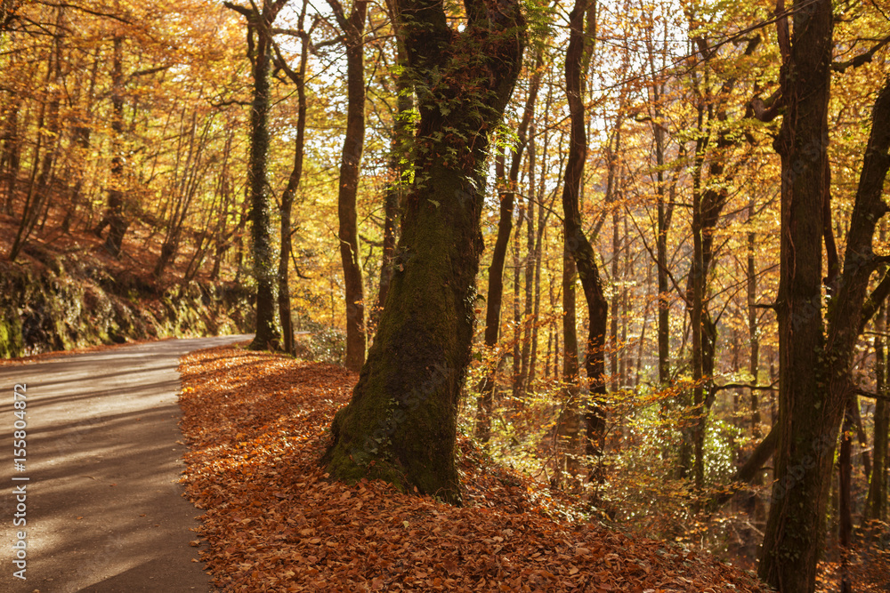 Fototapeta premium Autumn