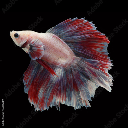 Doubletail Betta on black background. Beautiful fish. Swimming flutter tail flutter. photo