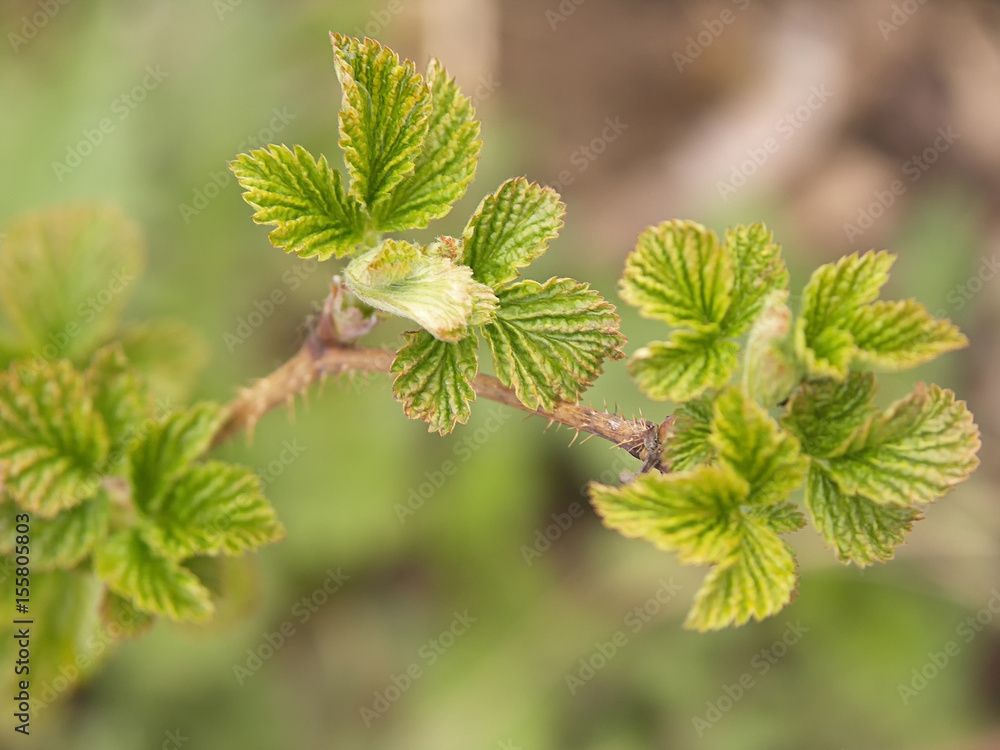 bush black currant with blossoming leaves in country bush black currant with blossoming leaves in country