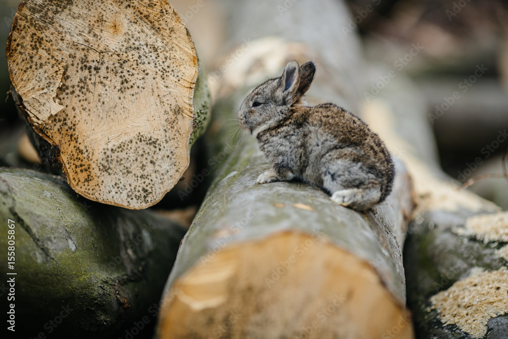 close up in top view of young cute rabbit's face close up in top view of young cute rabbit's face