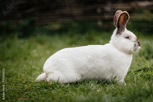 close up in top view of young cute rabbit s face