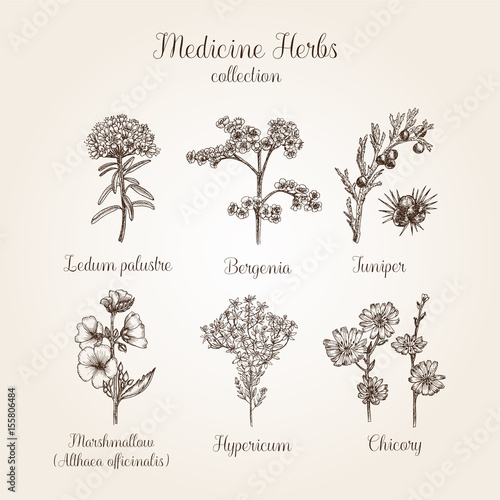 Hand drawn medicine herbs