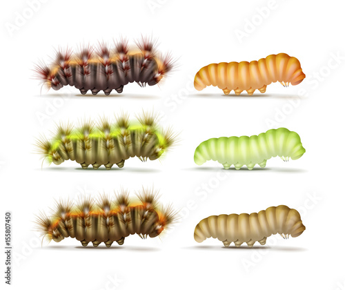 Set of caterpillars