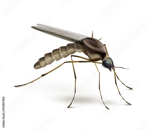 Mosquito on white background