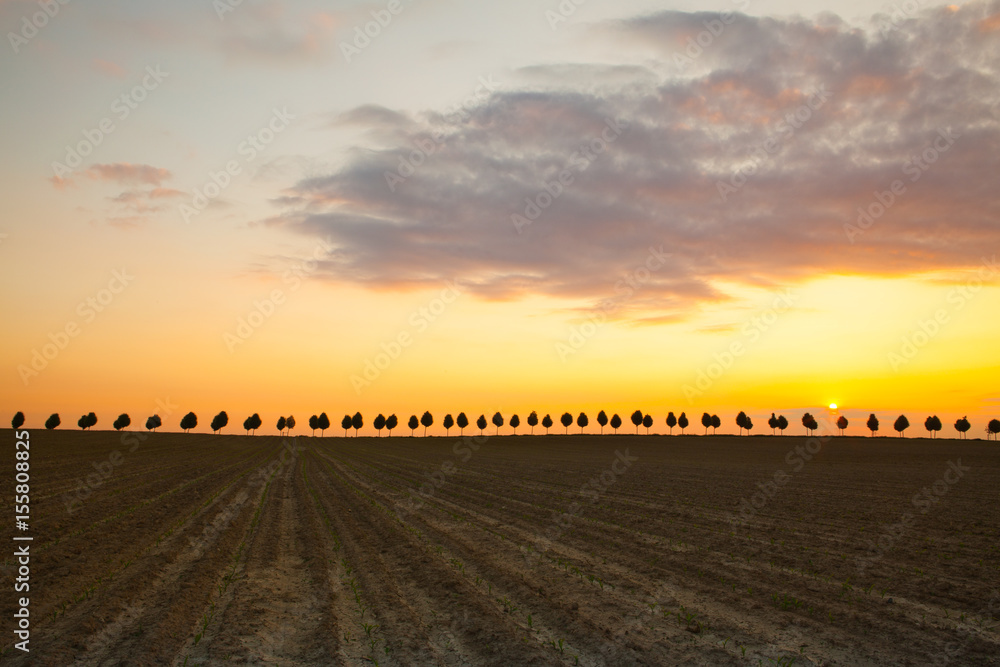 Fototapeta premium Young beautiful trees between fields