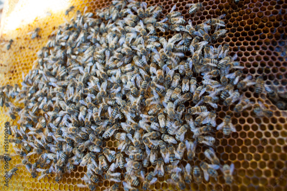 Background texture and pattern of a section of wax honeycomb Background texture and pattern of a section of wax honeycomb