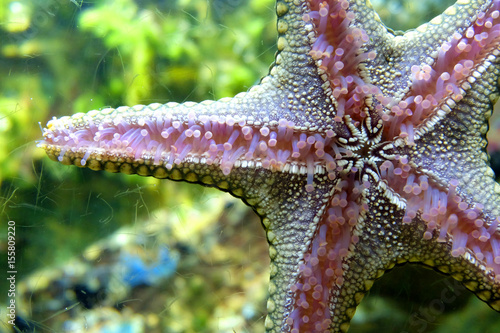 close up five arm starfish sea star sticks to glass shows lower surface