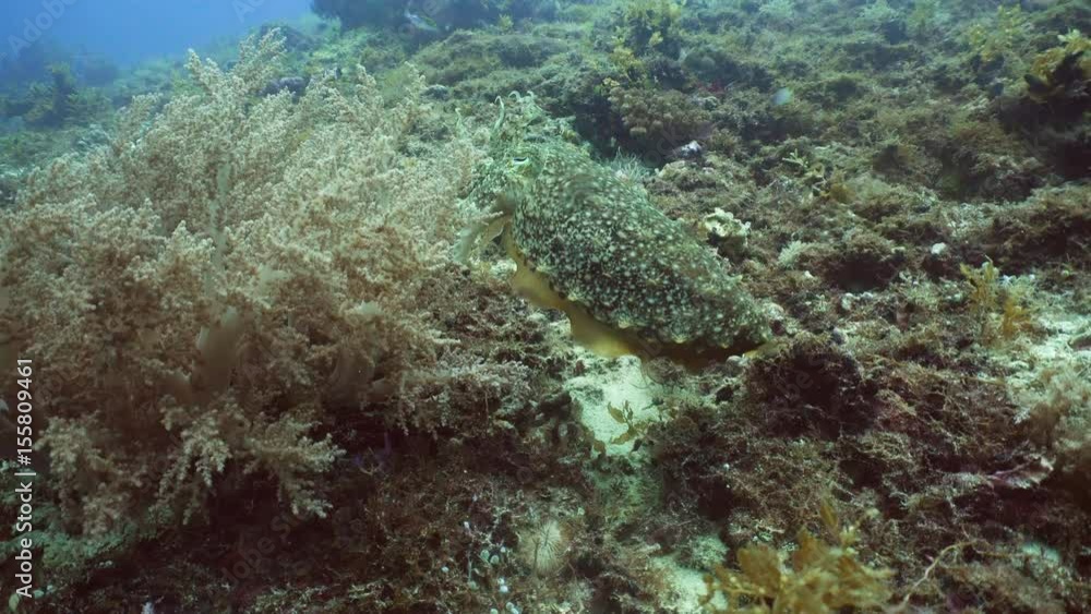 Cuttlefish under water in the ocean on a coral reef. Cuttlefish (Sepia officinalis) Diving and snorkeling in the tropical sea. Travel concept. 4K video. Cuttlefish under water in the ocean on a coral reef. Cuttlefish (Sepia officinalis) Diving and snorkeling in the tropical sea. Travel concept. 4K video.