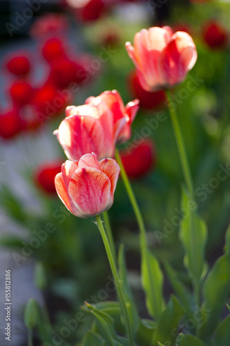 Flowers tulips are red-yellow on a background of green