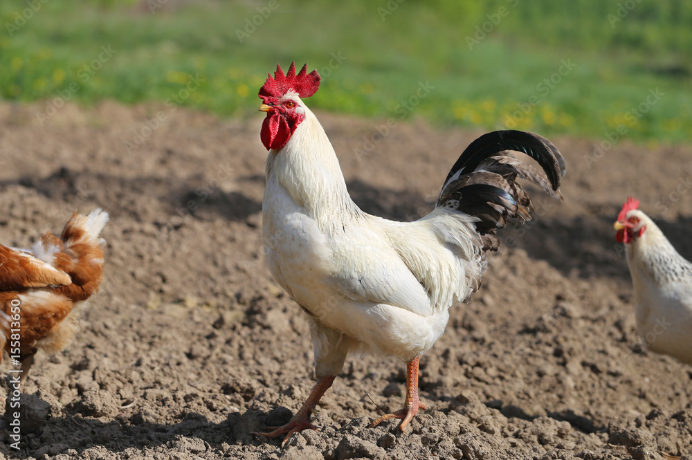 Fototapeta premium Photo of a beautiful rooster