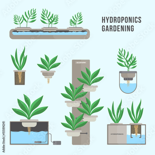 Hydroponic system, gardening technology. Collection of different plants in flat style.
