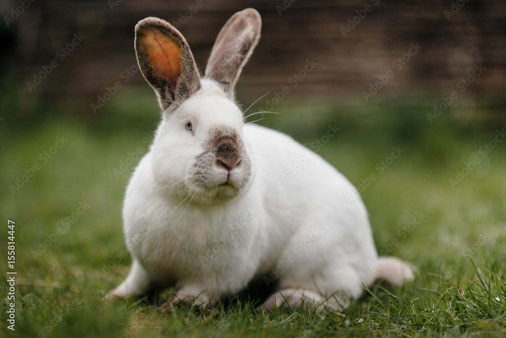 close up in top view of young cute rabbit's face close up in top view of young cute rabbit's face