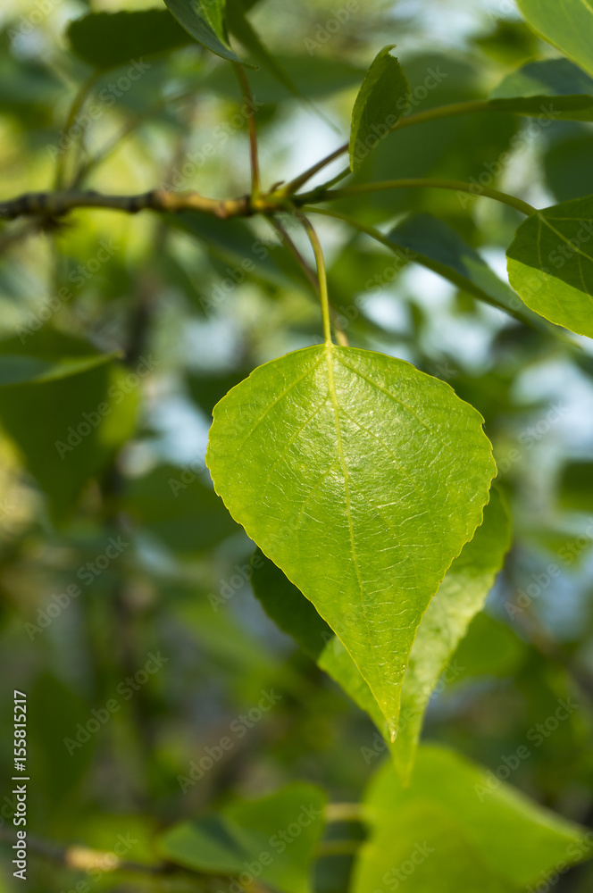 Green leaf is natural. Nature, leaf on a tree.