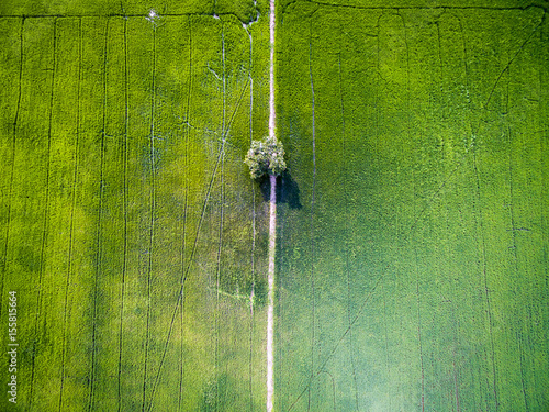 Aerial view of single tree in green rice field