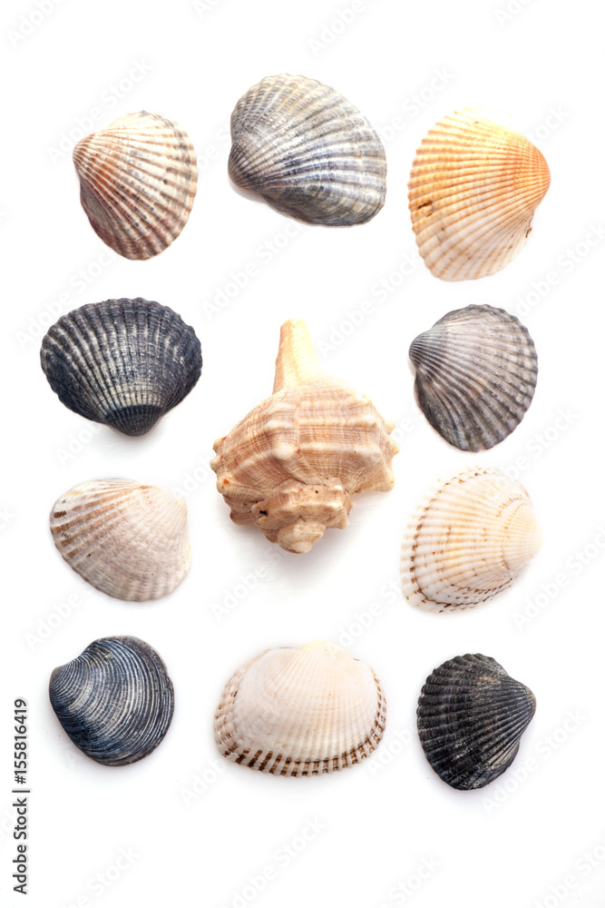 Group of seashells Group of seashells