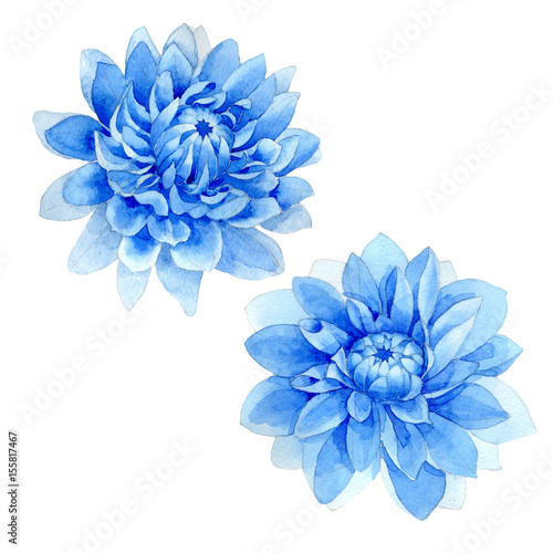 Fototapeta Naklejka Na Ścianę i Meble -  Wildflower blue dahila flower in a watercolor style isolated.