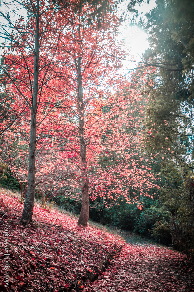 Quiet walkway and red tree in autumn Quiet walkway and red tree in autumn